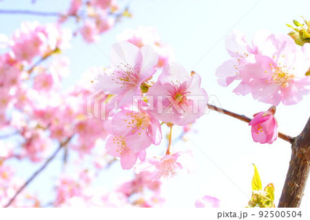 桜の花 桜の花 92500504