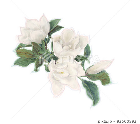 Magnolia Flowers  on White Background. Watercolor . 92500592