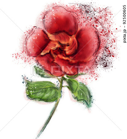Red Hibiscus Flower Watercolor on White Background 92500605