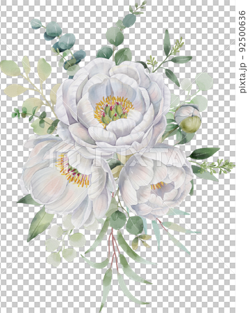 watercolor peony flower illustration 92500636