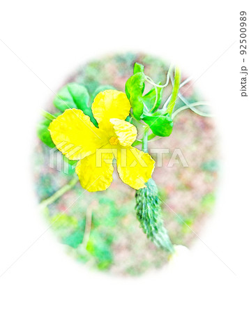 開花した黄色い「ゴーヤの花」と「果実」水彩画風 絵手紙 開花した黄色い「ゴーヤの花」と「果実」水彩画風 絵手紙 92500989