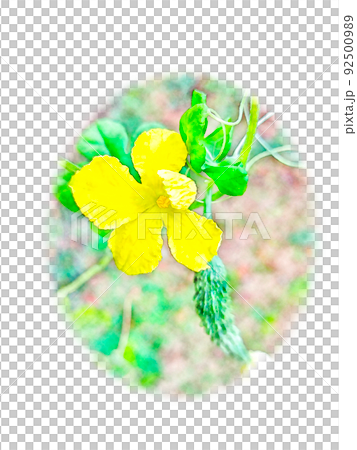 開花した黄色い「ゴーヤの花」と「果実」水彩画風 絵手紙 開花した黄色い「ゴーヤの花」と「果実」水彩画風 絵手紙 92500989