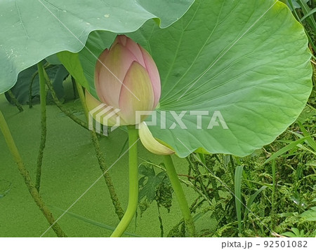 花びら 軟化 夏 92501082