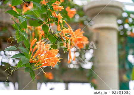 滋賀県草津市　水生植物公園みずの森の温室ロータス館で咲くカエンカズラの花 92501086