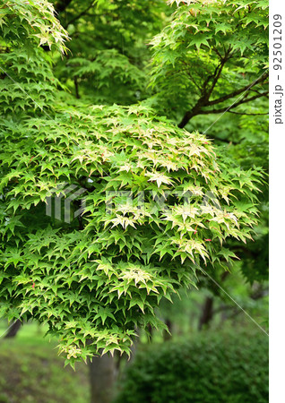 樹木　イロハモミジ　カエデ科 92501209