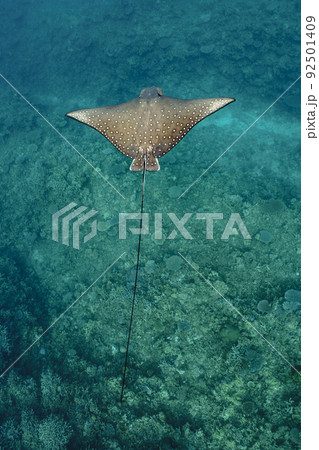 マダラトビエイ 92501409