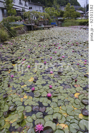 木崎湖に浮かぶ紅白の蓮の花　長野県大町市 92501582