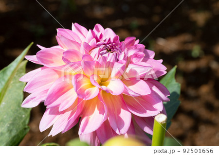 ダリアの花 ダリアの花 92501656