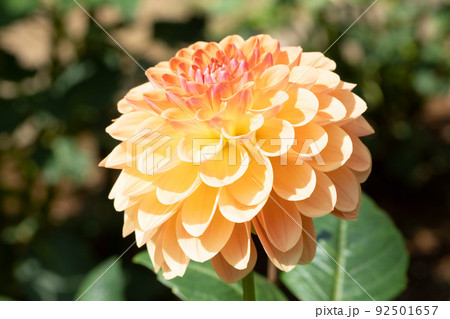 ダリアの花 92501657