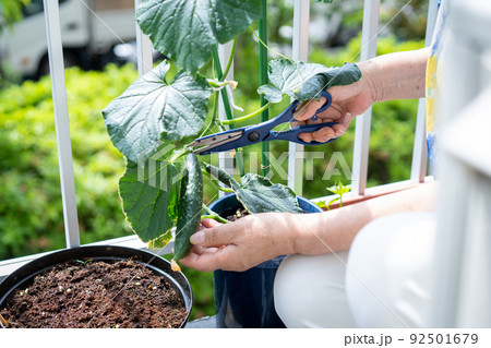 ベランダで野菜を育てる女性 92501679