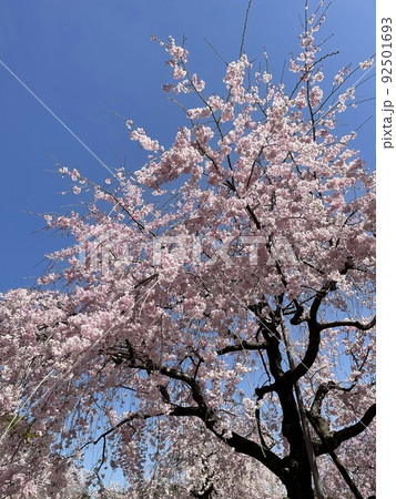 桜 92501693