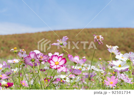 コスモスの花とコキア 92501734