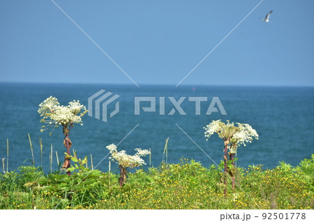 海沿いに咲く白い花 92501778