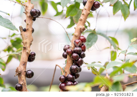 滋賀県草津市 水生植物公園みずの森の温室ロータス館で実るジャボチカバの実 滋賀県草津市 水生植物公園みずの森の温室ロータス館で実るジャボチカバの実 92501823