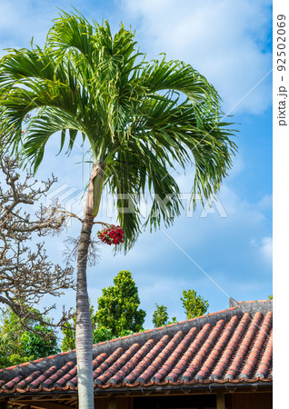 コントラストが美しい沖縄の赤瓦とビンロウジュの赤い実 92502069
