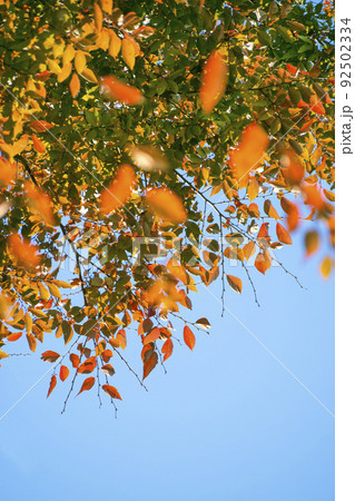 秋 紅葉 空 92502334