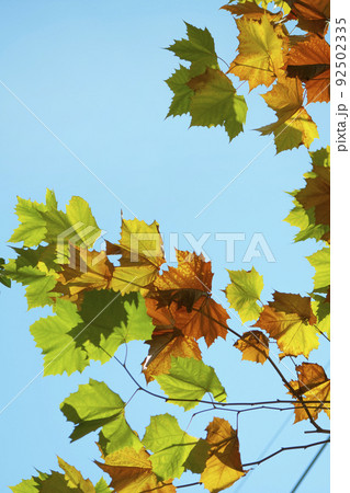 秋 紅葉 空 92502335