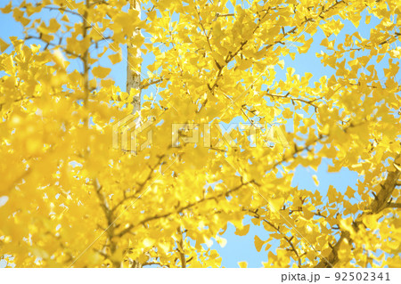秋 イチョウ 紅葉 92502341