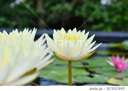 黄色い睡蓮の花 92502995