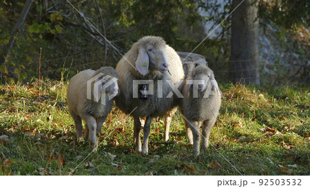 Herd of mountain sheep (Ovis aries) on mountain trail 92503532
