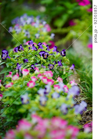 玄関のフレッシュなトレニアの花壇 92503857