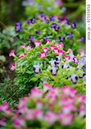 玄関のフレッシュなトレニアの花壇 92503858