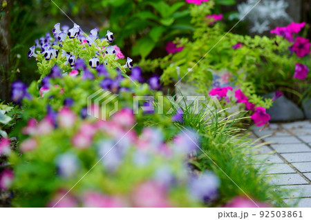 玄関のフレッシュなトレニアの花壇 92503861