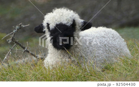 Young Valais black-nosed sheep in a meadow Young Valais black-nosed sheep in a meadow 92504430