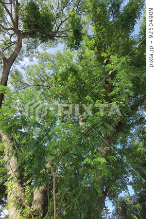 Landscape the big tree Landscape the big tree 92504909