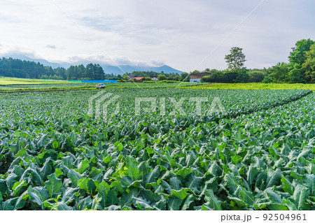 （長野県）原村の高原野菜畑（後方は八ヶ岳） 92504961