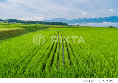 （長野県）原村の広大な水田風景（後方南アルプス） 92505051