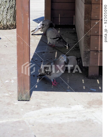 日陰で休むハト 92505090