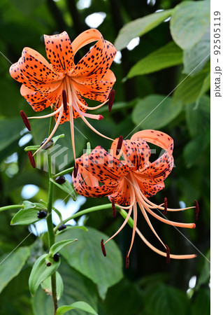 オニユリ オニユリ 92505119