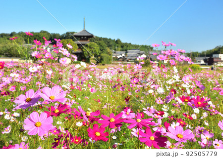 奈良県 斑鳩の里 秋を代表する花 コスモス/ 92505779