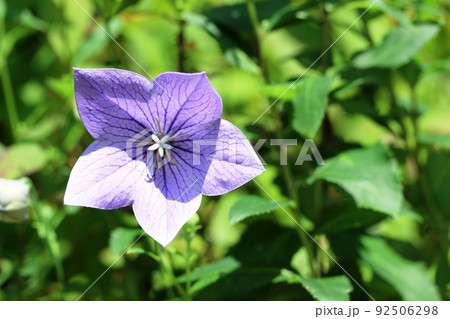 雌花期を迎えたキキョウ(桔梗)の雌しべが綺麗です! 雌花期を迎えたキキョウ(桔梗)の雌しべが綺麗です! 92506298