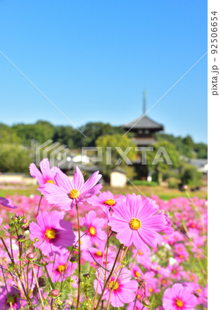 奈良県 斑鳩の里 秋を代表する花 コスモス/ 奈良県 斑鳩の里 秋を代表する花 コスモス/ 92506654