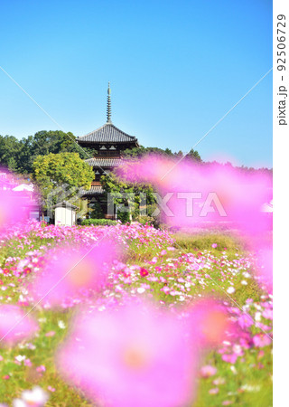 奈良県 斑鳩の里 秋を代表する花 コスモス/ 92506729