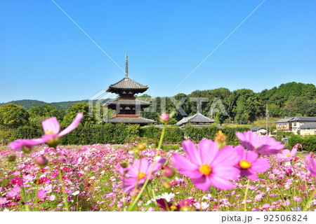 奈良県 斑鳩の里 秋を代表する花 コスモス/ 92506824