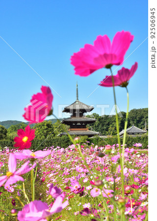 奈良県 斑鳩の里 秋を代表する花 コスモス/ 奈良県 斑鳩の里 秋を代表する花 コスモス/ 92506945