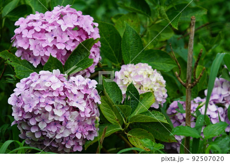 雨上がりの紫陽花 雨上がりの紫陽花 92507020