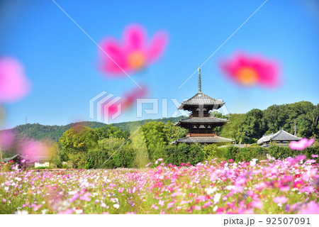 奈良県 斑鳩の里 秋を代表する花 コスモス/ 92507091