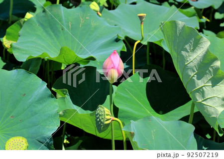 蓮池散策・62（岐阜県大垣市） 92507219