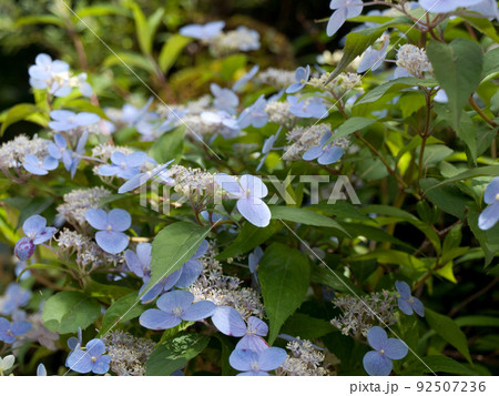 水色の山紫陽花（ヤマアジサイ、やまあじさい） 92507236