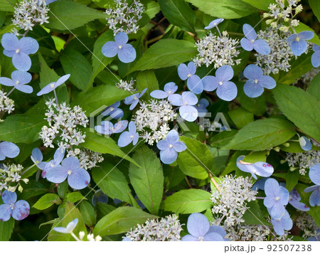 水色の山紫陽花（ヤマアジサイ、やまあじさい） 92507238