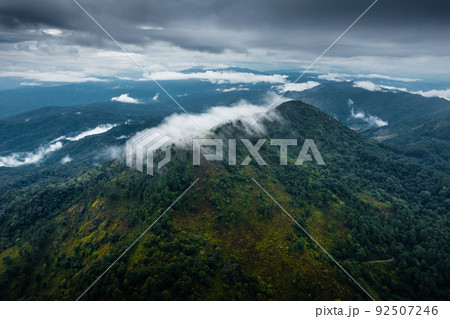 forest and green trees after the rain 92507246