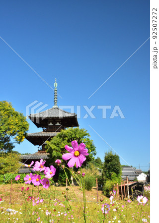 奈良県 斑鳩の里 秋を代表する花 コスモス/ 奈良県 斑鳩の里 秋を代表する花 コスモス/ 92507272