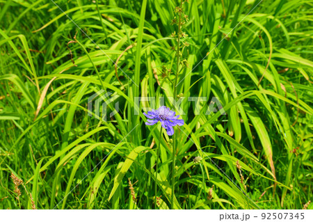 タカネマツムシソウ　白山高山植物園 92507345