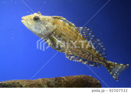アナハゼ　アヤアナハゼ　カジカ　ハゼ　Sunrise　魚 92507532