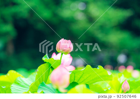蓮の花【長野県】 蓮の花【長野県】 92507646