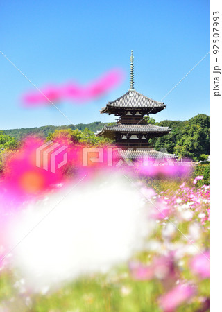奈良県 斑鳩の里 秋を代表する花 コスモス/ 奈良県 斑鳩の里 秋を代表する花 コスモス/ 92507993